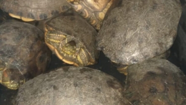 En San Zenòn y Zona Bananera, Policìa del Magdalena y CORPAMAG rescatan 37 hicoteas y aves silvestres que serían comercializadas